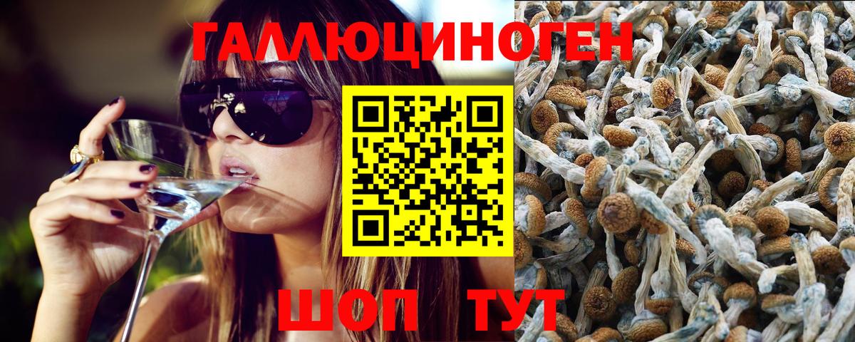 Галлюциногенные грибы Psilocybine cubensis  цена   Тула  Вход с VPN 